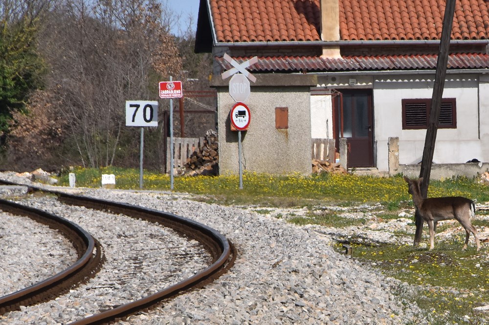 Samo minutu prije prolaska vlaka, srne prešle prugu u Šijani (snimio Duško MARUŠIĆ ČIČI)